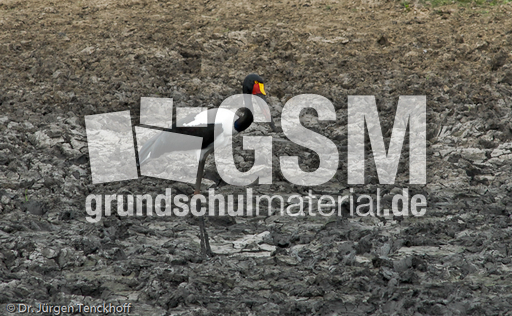 Sattelstorch (1 von 9).jpg